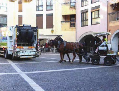 Collecte hippomobile de sapins