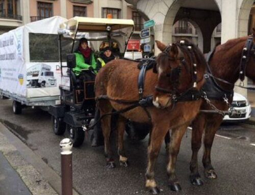 Savoie : plus de 5 tonnes de sapins récoltées à Chambéry et Aix-lesBains